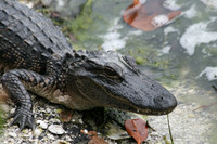 Baby Alligator