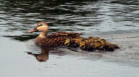 Ducks, Geese and Swans