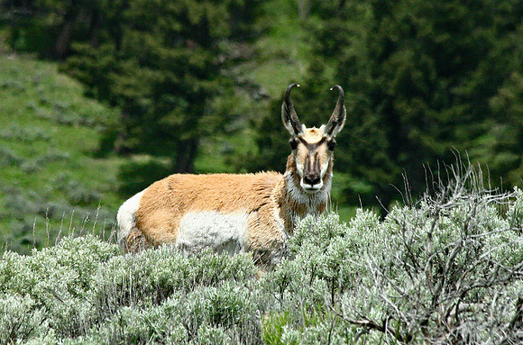 Pronghorn - Yellowstone