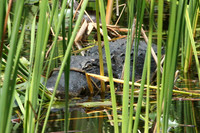 Alligator