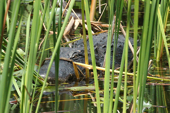 Alligator