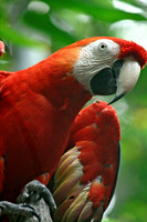 Parrot