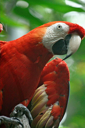 Parrot