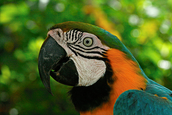 Parrot