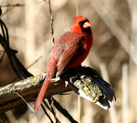 Northern Cardinal