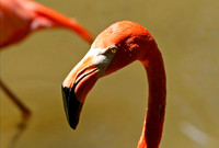 American Flamingo