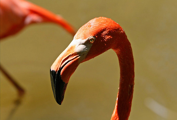 American Flamingo