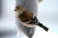 American Goldfinch
