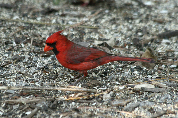 Northern Cardinal