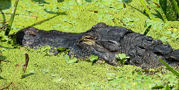 Alligator