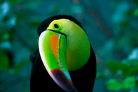 Tucan