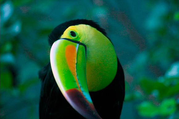 Tucan