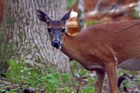 Doe - Smoky Mountains