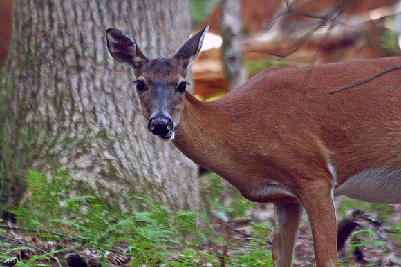 Doe - Smoky Mountains