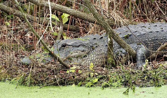 Alligator