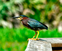 Green Heron