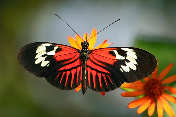 Butterfly World