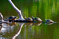 Turtles