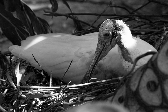 Roseate Spoonbill