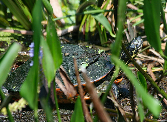 Turtle