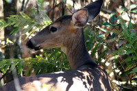 Doe - Smoky Mountains