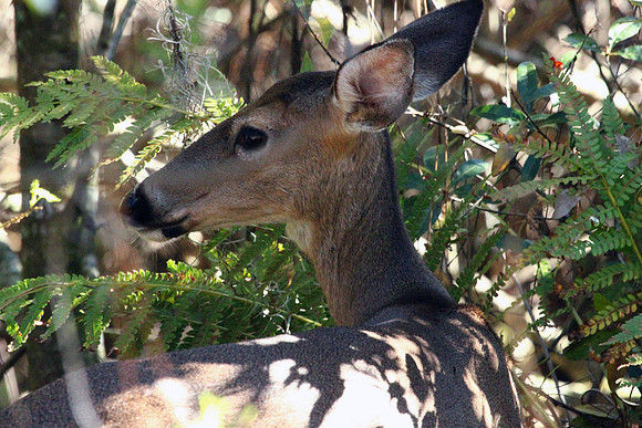 Doe - Smoky Mountains