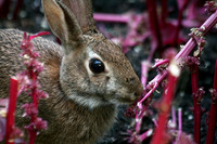 Bunny Rabbit