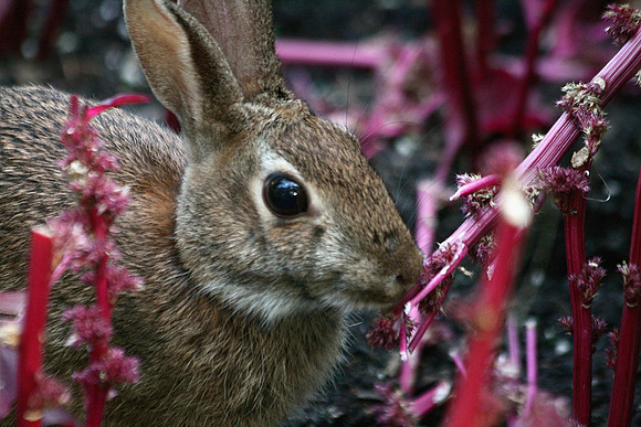 Bunny Rabbit