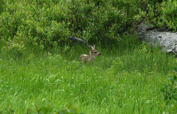 Fawn - Yellowstone