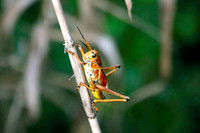 Grasshopper