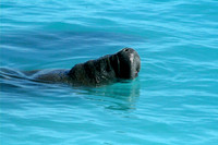 Manatee
