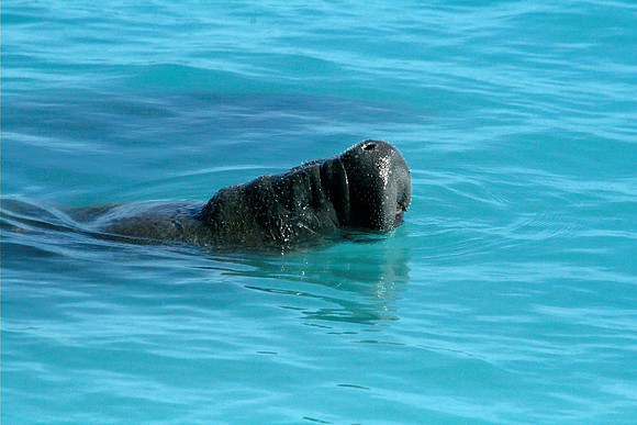 Manatee