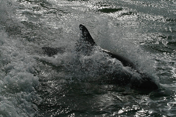 Dolphin