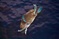 Blue Crab