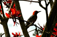 Woodpeckers