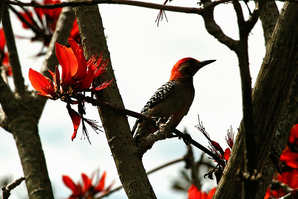 Red-bellied Woodpecker