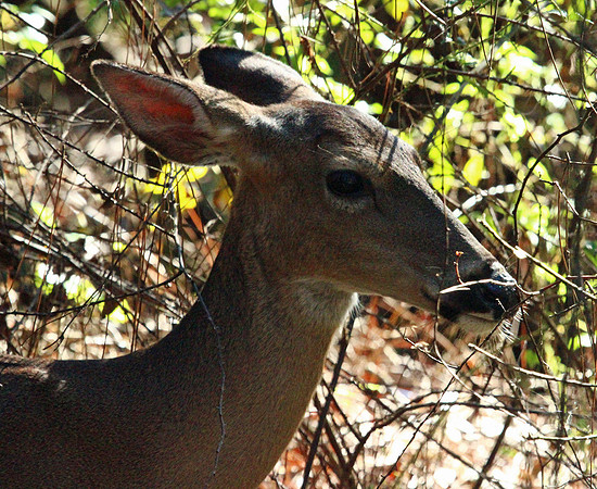 Doe - Smoky Mountains