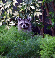Raccoon