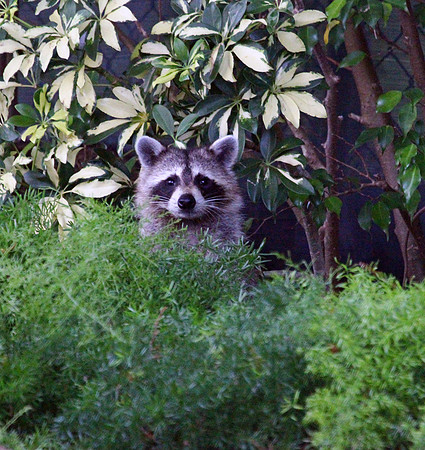 Raccoon