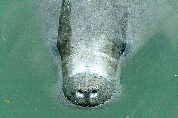 Manatee