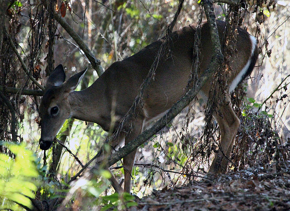 Doe - Smoky Mountains