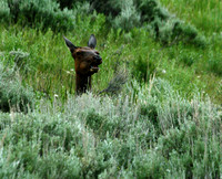 Elk - Yellowstone