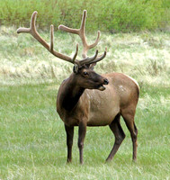 Elk - Rocky Mountain NP