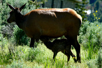 Elk - Yellowstone