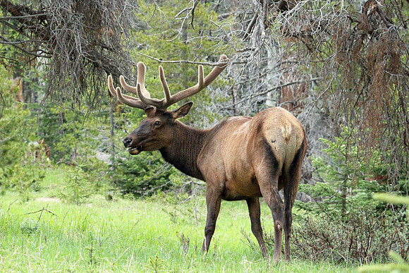 Rocky Mountain NP