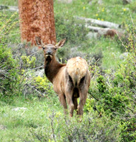 Elk - Rocky Mountain NP