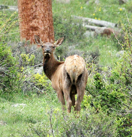 Elk - Rocky Mountain NP