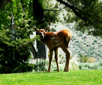 Elk - Yellowstone