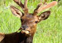 Elk - Rocky Mountain NP