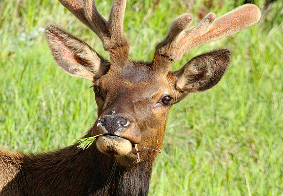 Elk - Rocky Mountain NP